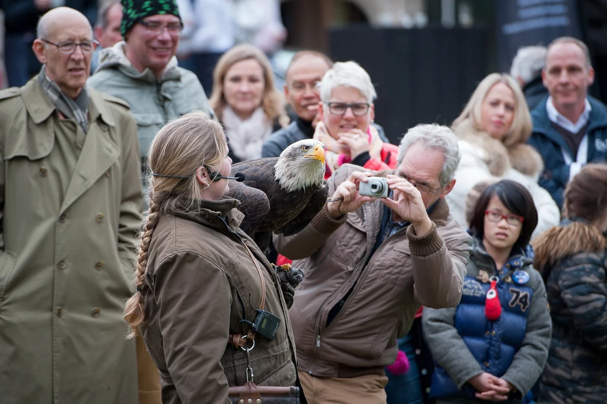 Vogelshow van Roofvogels & Uilen